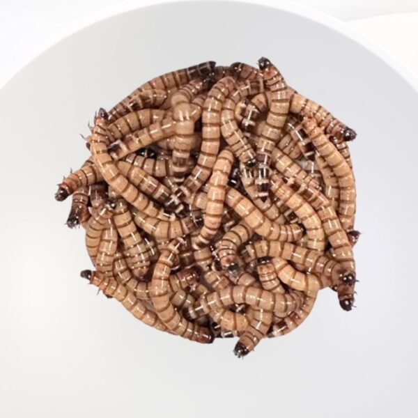 beetle superworm