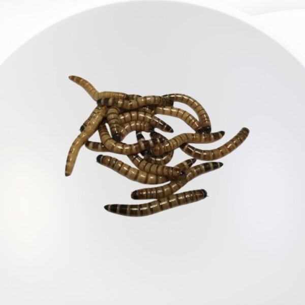 beetle superworm