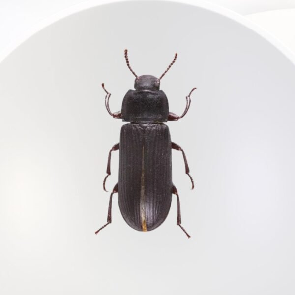beetle mother